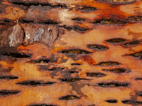 The texture of the inner side of the tree bark. The bark of the tree from the inside. Texture. Background image. Place for text. Logging. Birch bark letter. Write on the bark.