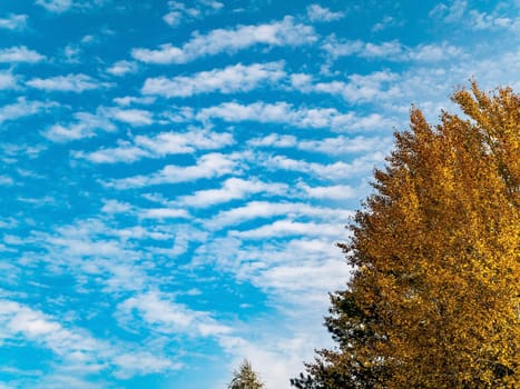 Yellow autumn foliage of trees against the blue sky. Yellow autumn deciduous grove. Blue sky with white clouds. White clouds. Natural landscape. Horizon. Natural season. Clear sunny weather.
