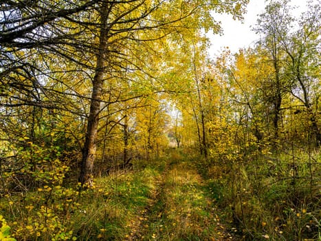 Dirt road overgrown with green grass in the autumn forest. Forest trail. Dirt road. Yellow autumn foliage of trees. Natural landscape. Background image. Impassable places. Transport direction.