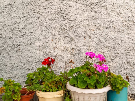 Vases of pink flowers in plastic pots on a wall background. Vases of red flowers in plastic pots. Cement wall of the building. Building concrete wall. Home decor. Floriculture. Place for your text.