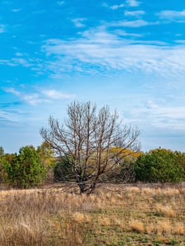 Lonely dry tree without leaves against the blue sky. Dry wood. Deciduous trees. Green meadow. Pine forest. Blue sky with white clouds. Background image. Summer sunny day. Horizon.