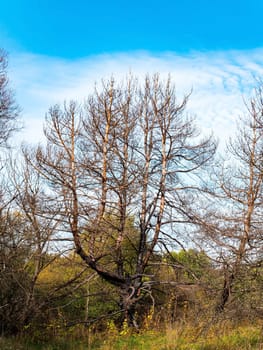 Dry tree without leaves on a background of blue sky with clouds. Dried old tree. Blue sky with clouds. White clouds. Autumn season. Clear sunny weather. Natural landscape. Daytime. Background.
