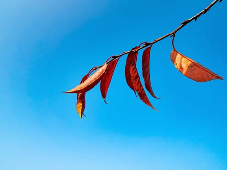 Red autumn leaves against the blue sky. Cherry fruit tree leaves. Autumn season. Blue sky. Clear sunny day. Background image. Place for your text. Poster. Cloudless weather.