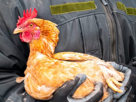 Poultry brown chicken sits on the hands of a man. Brown chicken with a red comb. Agricultural poultry farming. Poultry farm. Poultry meat. Human hands. Background image. Farming. Agriculture.