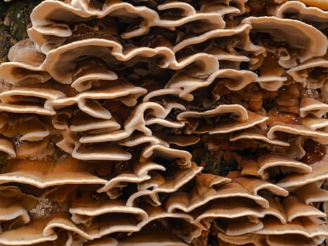 Fungus growths root sponge on a tree stump. Root sponge. Mushroom growths on a dry tree trunk. Rotting wood. Forest mushrooms. Natural background. Background image.