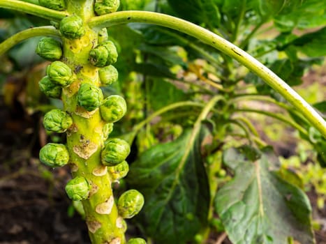 Harvest Brussels sprouts vegetables on a farm field. Brussels sprouts. Vegetable harvest in the agricultural field. Agriculture. Farming crop production. Shop window. Background image.