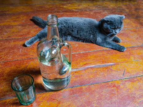 A glass bottle of vodka and a Scottish Fold cat. Scottish Fold cat. Alcohol. Glassware for alcohol. Bad habits. Alcoholism. Background image. Pet. Drinking glass.