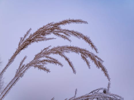A field plant in the fog is covered with white frost in winter. Meadow plant. White fog. Winter season. Frosty weather. Cold climates. Frost crystals. Icing of plants. Snowy landscape. Snowfall.