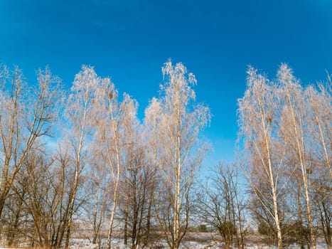 A birch tree covered with frost in winter against a blue sky. Birch Grove. Tree branches. Frosty weather. White snow. Icy frost. Winter season. Blue sky. White clouds. Natural landscape.