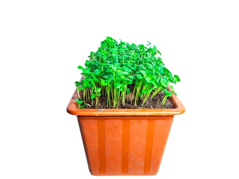 Green shoots of radish vegetables in a plastic box. Green radish seedlings. Plastic containers. White background. Plant growing. Gardening. Agriculture. Earth Day. Farm. White background.