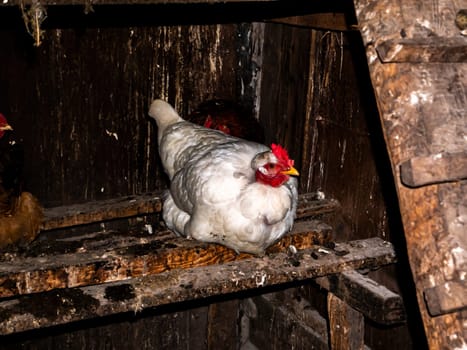White chicken with a red comb in the hen house. Poultry chicken. Agriculture. Poultry farm. Meat birds. Bird wing. Agriculture industry. Laying hens. Chickens. Industrial animal husbandry.
