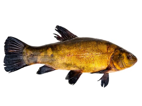 Freshwater fish tench on a white background. Fish tench. Freshwater fishing. Fishing catch. Underwater animals of lakes and rivers. Cooking food. Fins and scales. Background image.