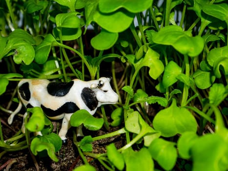 Animal white cow with black spots in green grass. Livestock cow. Green grass. Cattle breeding. Livestock farm. Agriculture. Cattle. Milk farm. Dairy cows. Cows in the pasture. Childrens toy.