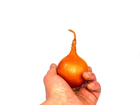 Vegetable onion of golden color in a man's hand on a white background. Vegetable onion. Harvesting vegetables. Bulbs. Agricultural plants. Farm. White background. Garden harvest.