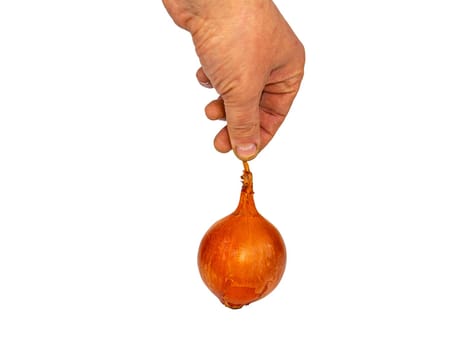 Vegetable onion of golden color in a man's hand on a white background. Vegetable onion. Harvesting vegetables. Bulbs. Agricultural plants. Farm. White background. Garden harvest.
