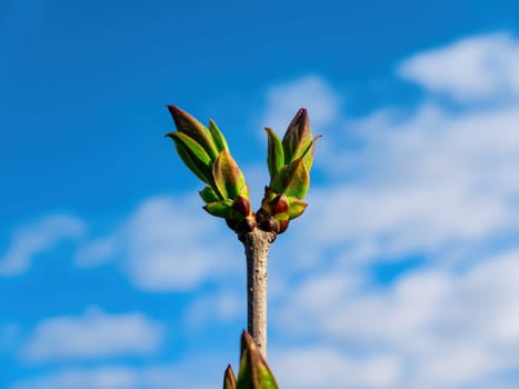 Spring shoots of green leaves of a lilac tree. Green leaves. Spring shoots of trees. Blue sky with clouds. White clouds. Heavenly background. Spring season. Natural background.