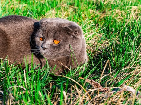 Scottish fold cat on a background of green grass. British gray cat breed. Scottish fold cats. Cats of British pedigree breed. Orange eyes of kittens. Pets. Walking the animals. Predatory animals.