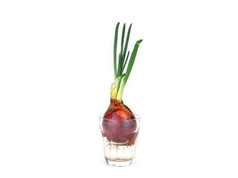Onion vegetable in a glass of water. Green onion stalks. Transparent glass. Bulb in water. Bulb roots. Vegetable growth. White background. Farmer gardening. Agriculture. Botany.
