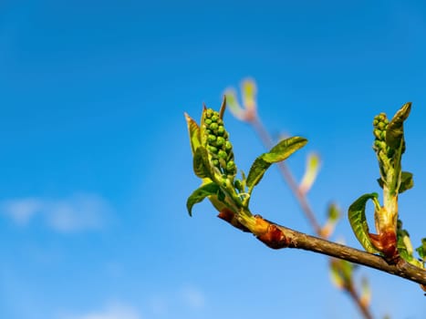 Green spring shoots of the Prunus padus tree against the blue sky. Shoots of leaves. Prunus padus tree. Spring foliage. Blue sky. Sunlight. Spring natural background. Background.