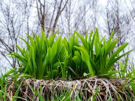 Green leaves of garden plants in spring. Green leaves of flowers. Park flower bed. Spring season. Spring gardening. Seedlings of plants. Background image.