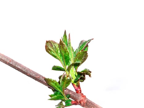 Opening green leaves of a tree on a white background. Green foliage. Tree branch leaf. Spring season. Earth Day. Botany. Natural background. Plant growth. White background.
