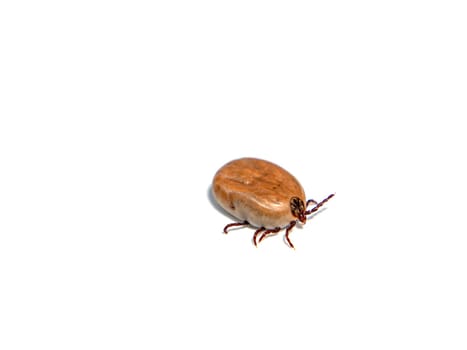 Insect bloodsucker mite on a white background. Tick beetle. Tick-borne encephalitis. Insects are bloodsuckers. Vampire ticks. domestic cats and dogs. Animals. Beetles are ticks.