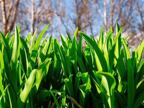 Green leaves of garden plants in spring. Green leaves of flowers. Park flower bed. Spring season. Spring gardening. Seedlings of plants. Background image.