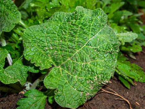 Green leaves of the Arctium field plant. Plant Arctium. Green leaf. Biology. Spring season. Background image. Beauty in nature. Natural background.
