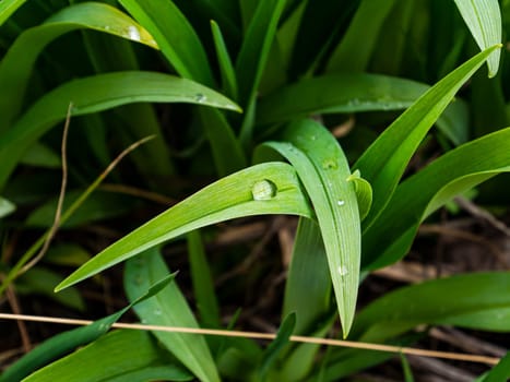 Dew drop on a green leaf of a plant. Green foliage. Raindrops. Water drop. Closeup. Spring season. Garden crop production. Earth Day. Beautiful background. Natural background.