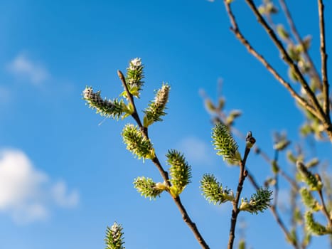 Spring blossoming of a pussy-willow tree against a blue sky. Green leaves. Spring shoots of trees. Blue sky with clouds. White clouds. Heavenly background. Spring season. Natural background.