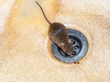 Animal rodent mouse on the sink sink. Apodemus agrarius. Animal rodent. Harvest mouse. Washbasin drain. Wild animals in the house. Unsanitary conditions. Background image.