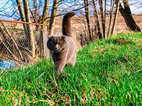 Scottish fold cat on a background of green grass. British gray cat breed. Scottish fold cats. Cats of British pedigree breed. Orange eyes of kittens. Pets. Walking the animals. Predatory animals.