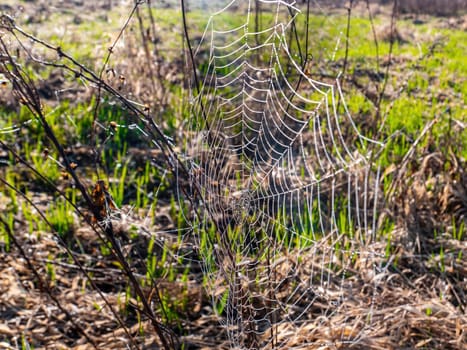 White spider web of insect with water drops. Spider webs. Morning dew. Rainwater drops. Insect trap. Animal world. Wildlife. Natural background. Background image.