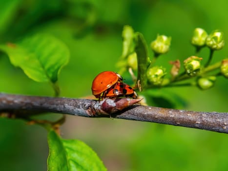 Spring mating season of ladybug insect beetle. Ladybug beetle. Reproduction of insects. The mating season of animals. Green foliage of trees. Natural background. Feel love. Romantic relationship.