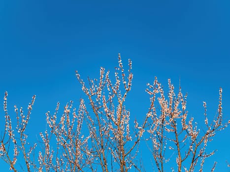 Spring flowering of the apricot fruit tree against the blue sky. White flower. Apricot tree. Blue sky. Gardening. Fruit trees. Spring season. Background image. White petal. Botany.