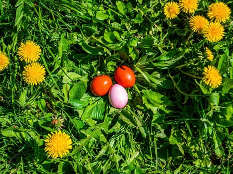 Colored Easter eggs in green grass with dandelion flowers. Easter eggs. Blooming yellow dandelions. Green grass. Christian holiday. Religious tradition. Christian culture. Spring season.