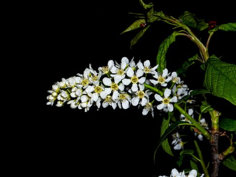 Blooming white Prunus padus tree in the night darkness. White flowers of Prunus padus. Flowering period of trees. Spring season. Spring flowers. Green leaves. Black background.