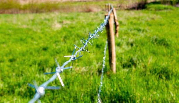 Metal barbed wire fence of a farm field. Barbed wire. Wooden post. Green grass. Protective fence. Agricultural field protection. Corral for farm animals. Closed area. Limited space.
