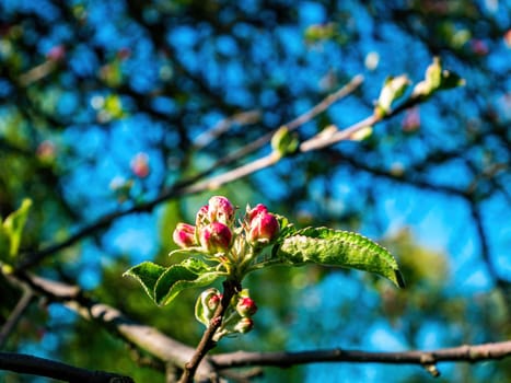 Pink buds of blossoming pear tree flowers. Blooming flowers. Pear tree. Orchard in the spring. Spring season. Agricultural gardening. Fruit farm. Biology. Beauty. Blue sky. Natural background.