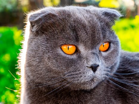 The head of a gray fold cat with orange eyes. Scottish fold cat. British breed of kittens. Felines. Pets. Predatory animals. Gray color of wool. Orange eyes. Background image. Natural background.
