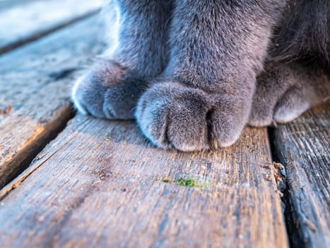 Gray cat paws on the wooden floor. Cat paws. Wooden floor. animal claws. Grey colour. Pets. British breed. Predator. Animal world. Wool and fur. Background image.