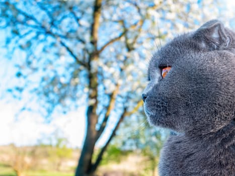 Head of a gray Scottish fold cat against a blue sky. Orange eyes. Gray wool Scottish Fold cat. British breed of kittens. Kittens are pets. Cats are predatory animals. Animals in nature.
