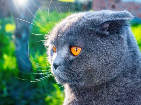 Head of a gray fold cat with orange eyes in sunlight. Scottish fold cat. British breed of kittens. Gray wool. Orange eyes. Animal gaze. Pets. Natural background. Animal face. Predatory animals.