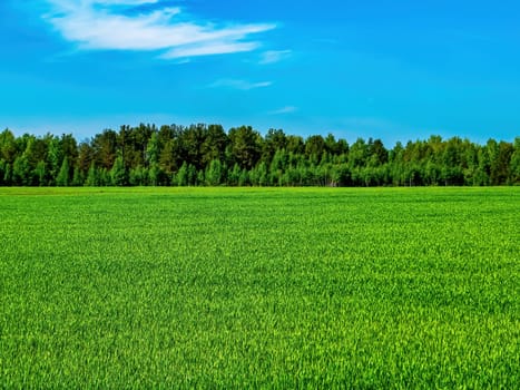 Green agricultural field of winter crops on a background of blue sky. Agricultural business. Farm field of winter crops. Blue sky. White clouds. Cloudy horizon. Natural landscape.