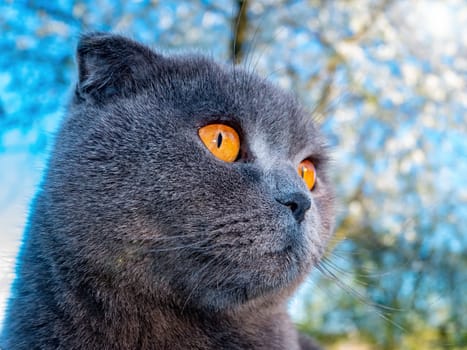 Head of a gray Scottish fold cat against a blue sky. Orange eyes. Gray wool Scottish Fold cat. British breed of kittens. Kittens are pets. Cats are predatory animals. Animals in nature.