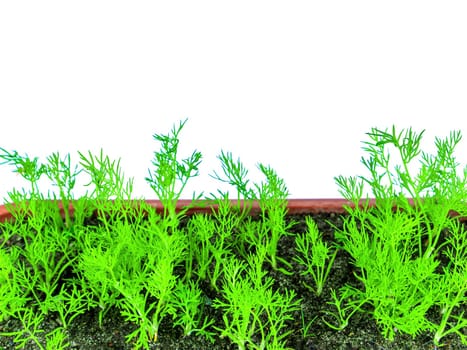Green seedlings of dill seedlings in a plastic box. Anethum graveolens. Dill plant. Seedlings of agricultural plants. Plastic containers. White background. Spring season.