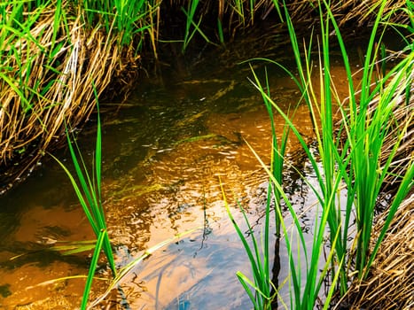Spring stream of river water with green grassy shore. Freshwater river. Water flow. Green grass. The bottom of the reservoir. Sunlight. Natural background. Spring season. Ecology. Background image.