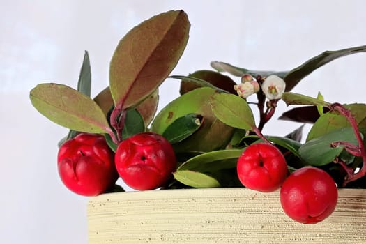 Macro side view of ripe wintergreen berries.