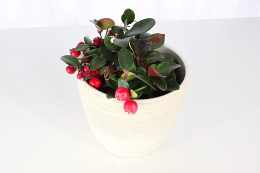 A wintergreen plant in a white pot and background.