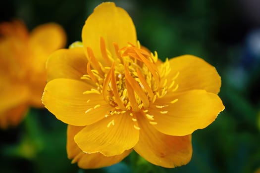 Closeup of orange Globe Flowers in bloom.